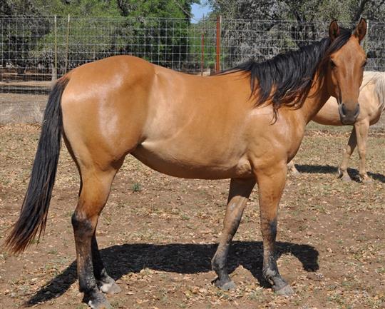 L.A. Waters Quarter Horses