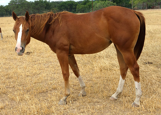 L.A. Waters Quarter Horses