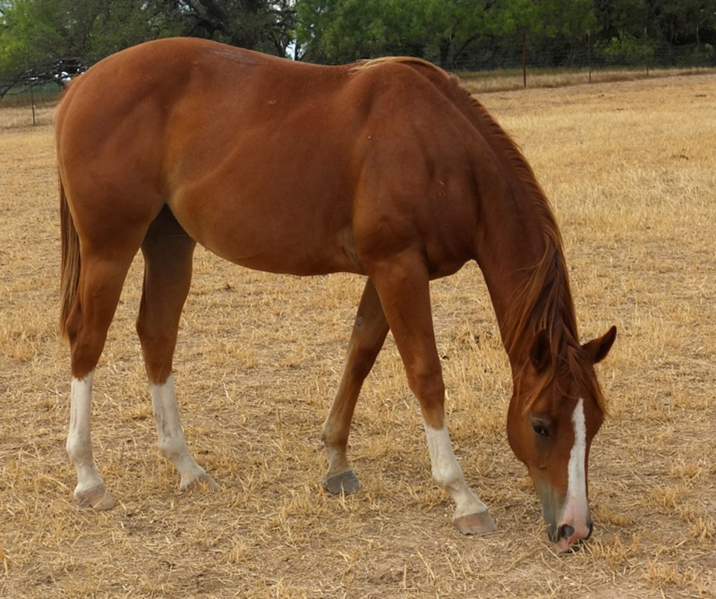 L.A. Waters Quarter Horses