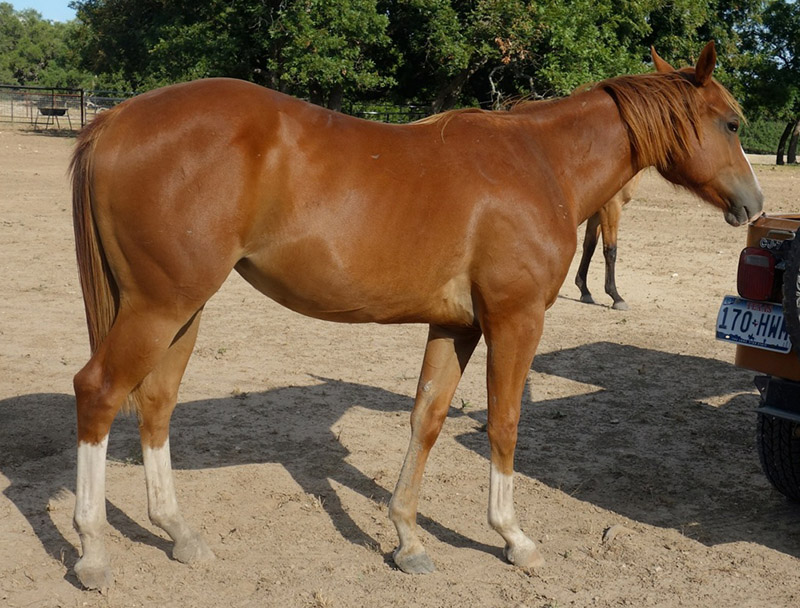 L.A. Waters Quarter Horses