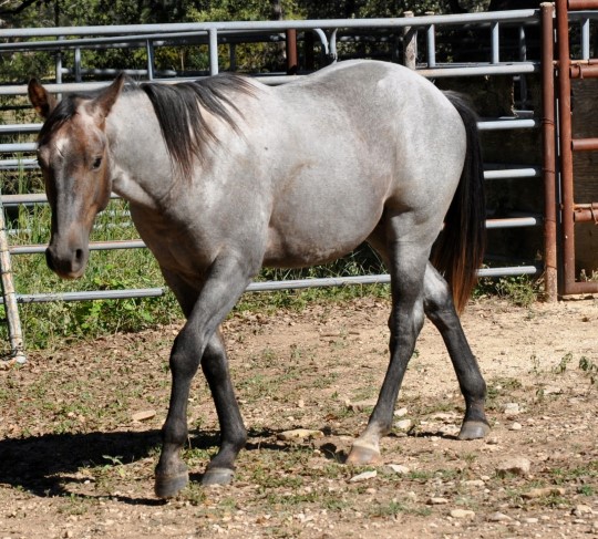 L.A. Waters Quarter Horses