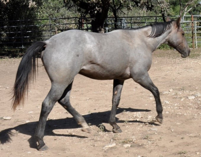 L.A. Waters Quarter Horses