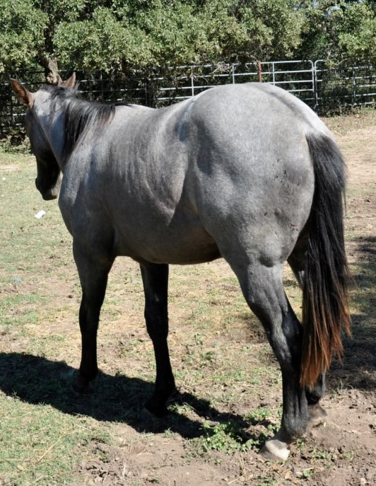 L.A. Waters Quarter Horses