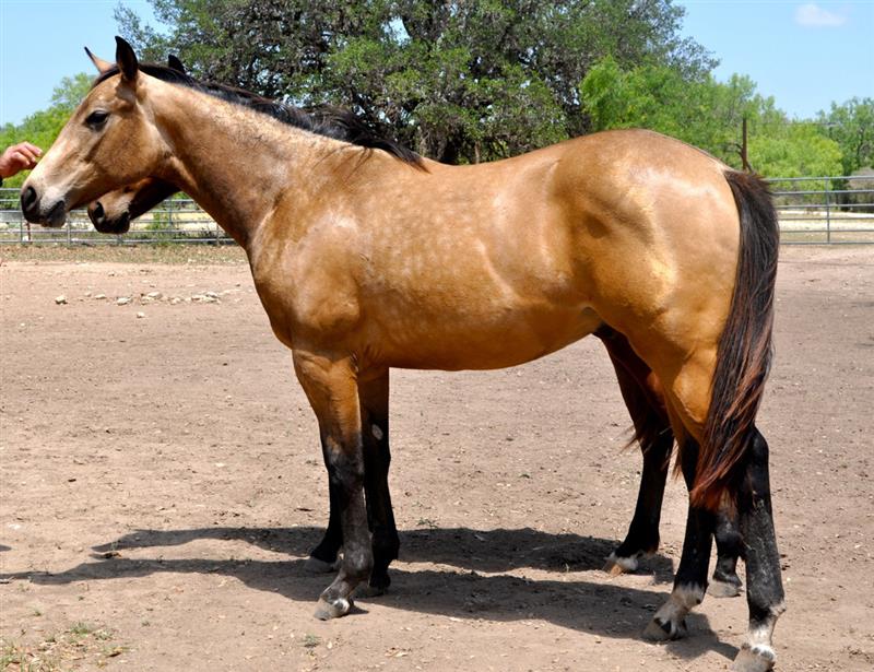 L.A. Waters Quarter Horses