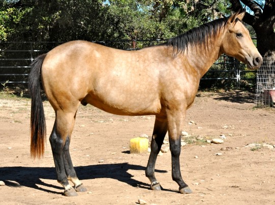 L.A. Waters Quarter Horses