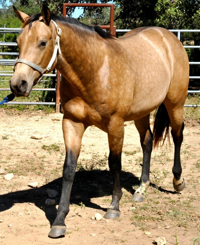 L.A. Waters Quarter Horses