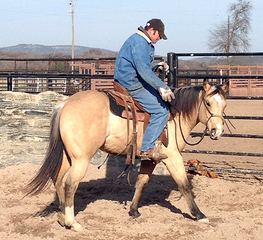 L.A. Waters Quarter Horses