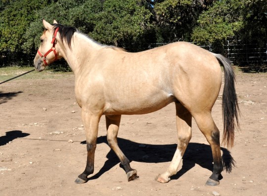 L.A. Waters Quarter Horses