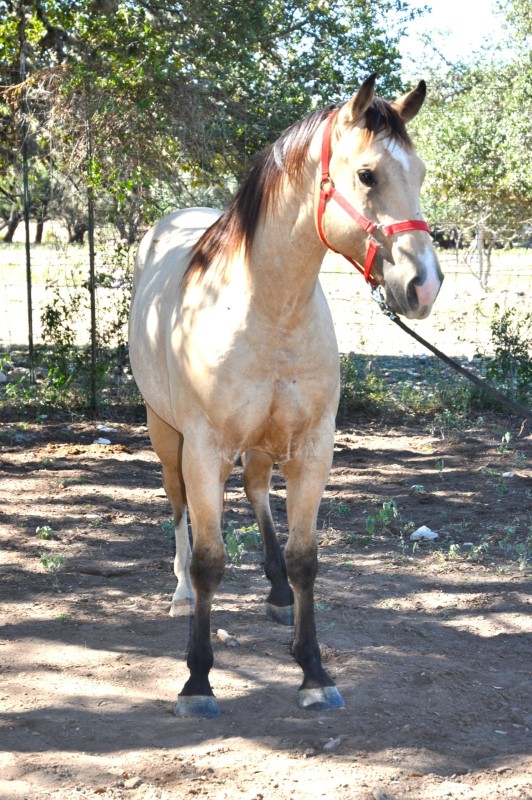 L.A. Waters Quarter Horses