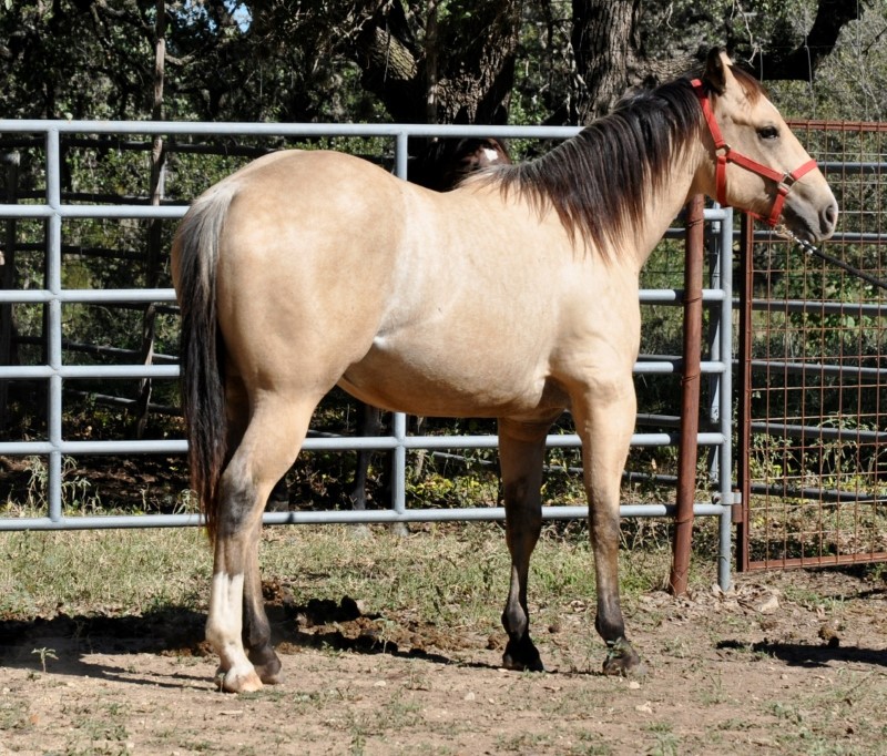 L.A. Waters Quarter Horses