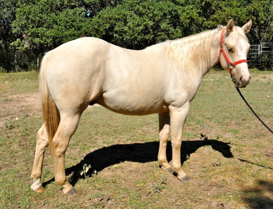 L.A. Waters Quarter Horses