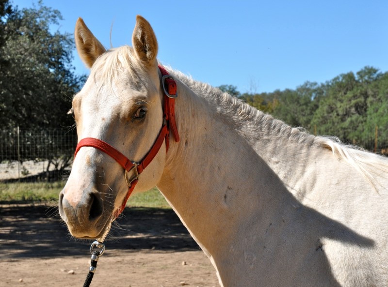 L.A. Waters Quarter Horses