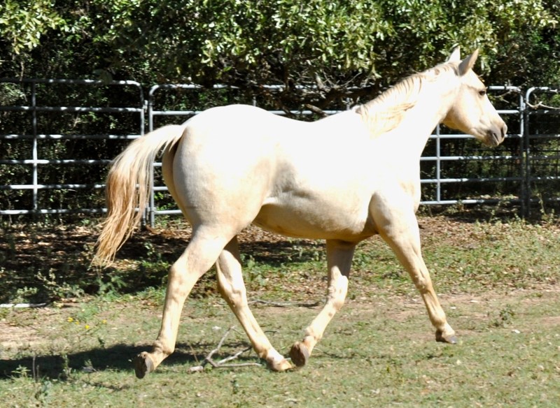 L.A. Waters Quarter Horses