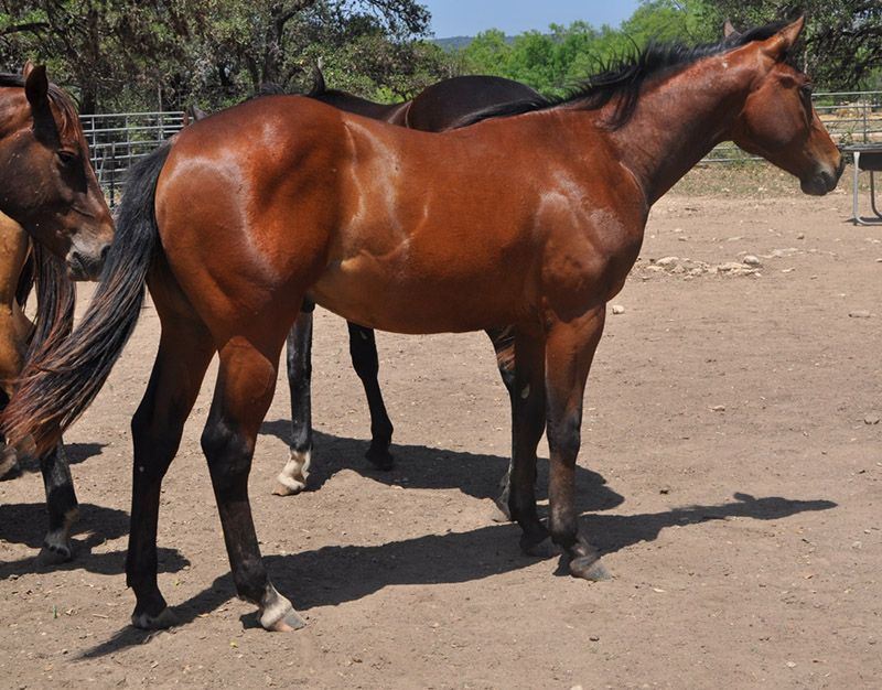 L.A. Waters Quarter Horses