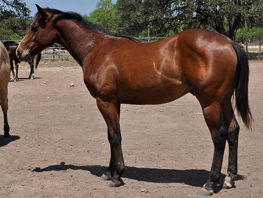 L.A. Waters Quarter Horses