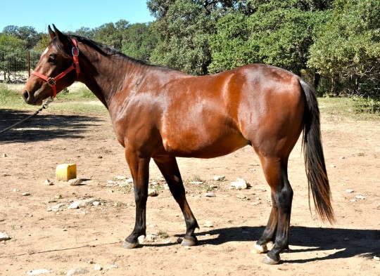 L.A. Waters Quarter Horses