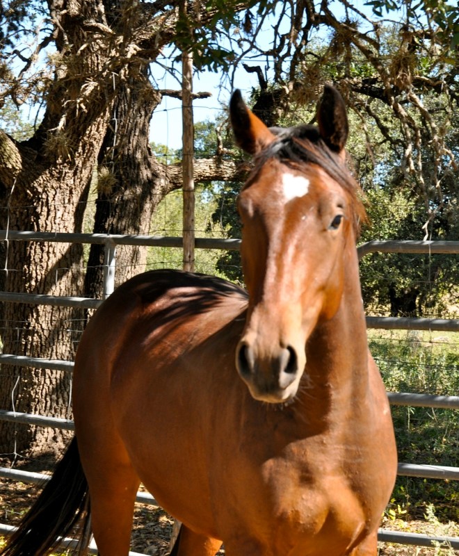 L.A. Waters Quarter Horses