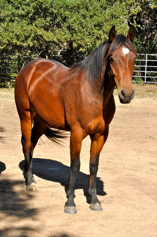 L.A. Waters Quarter Horses