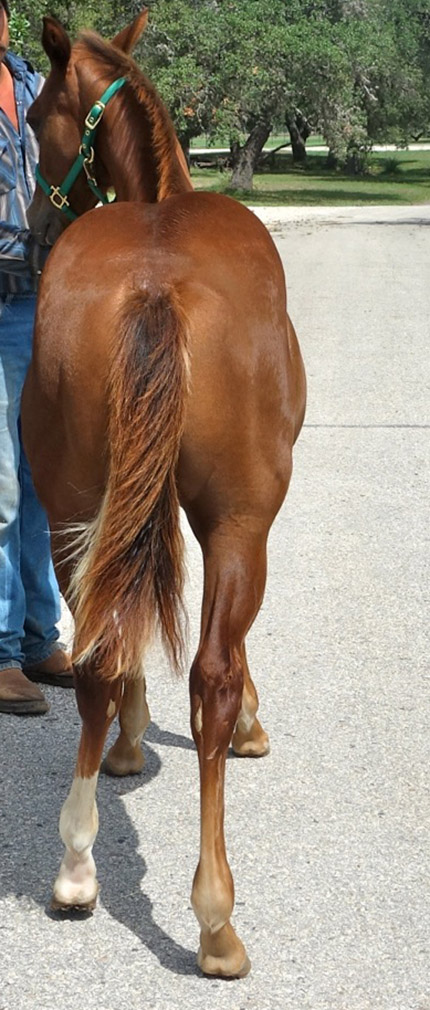 L.A. Waters Quarter Horses