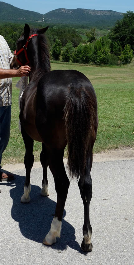 L.A. Waters Quarter Horses