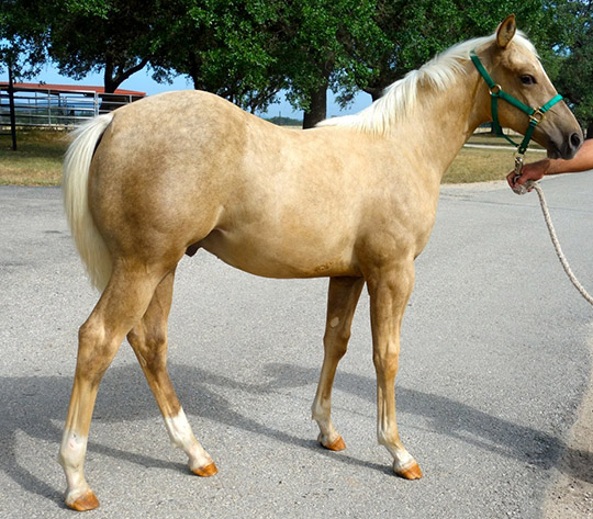 L.A. Waters Quarter Horses