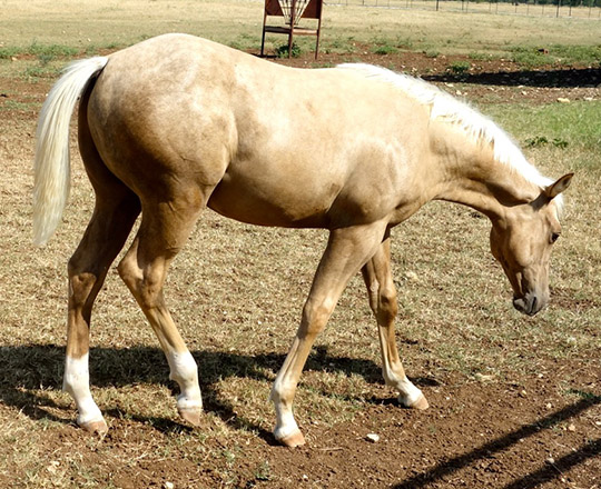 L.A. Waters Quarter Horses