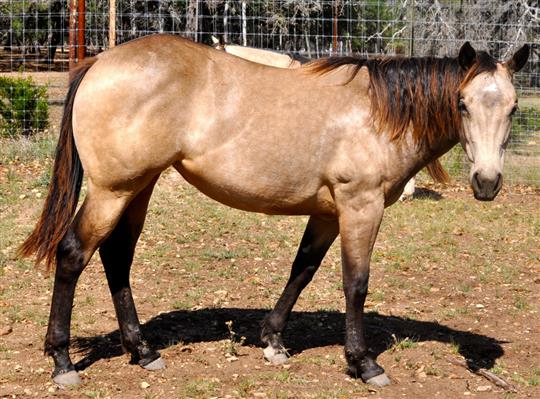 L.A. Waters Quarter Horses