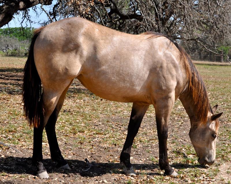 L.A. Waters Quarter Horses