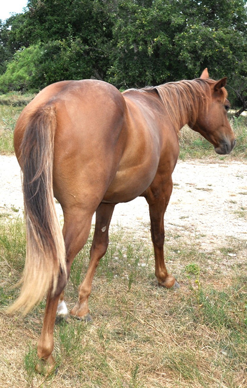 L.A. Waters Quarter Horses