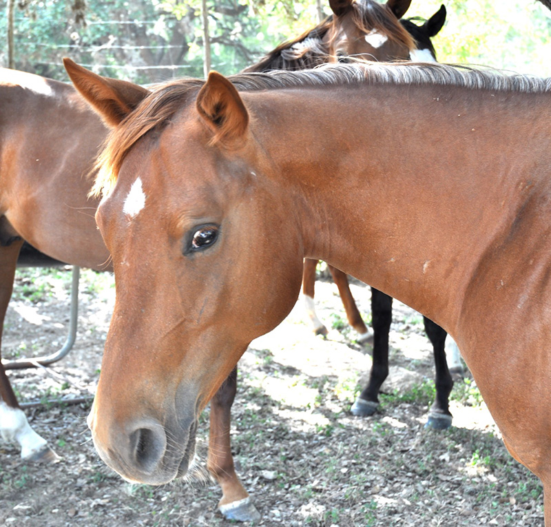 L.A. Waters Quarter Horses