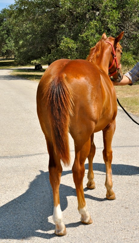 L.A. Waters Quarter Horses