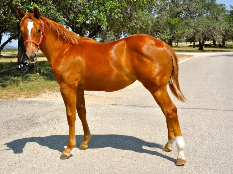 L.A. Waters Quarter Horses