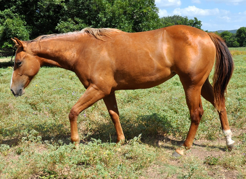 L.A. Waters Quarter Horses