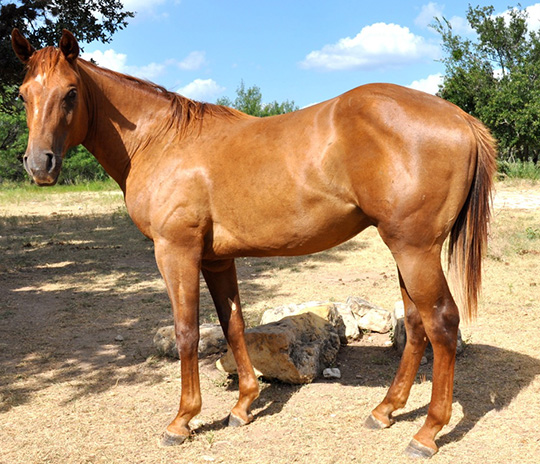 L.A. Waters Quarter Horses