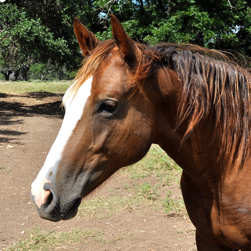 L.A. Waters Quarter Horses