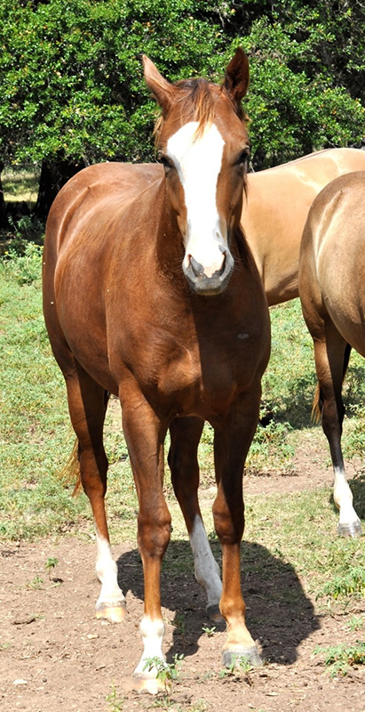 L.A. Waters Quarter Horses