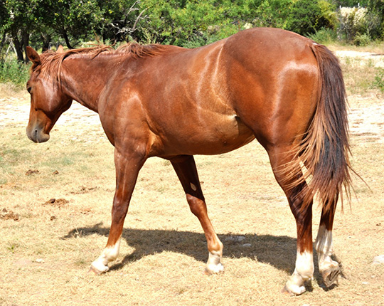 L.A. Waters Quarter Horses