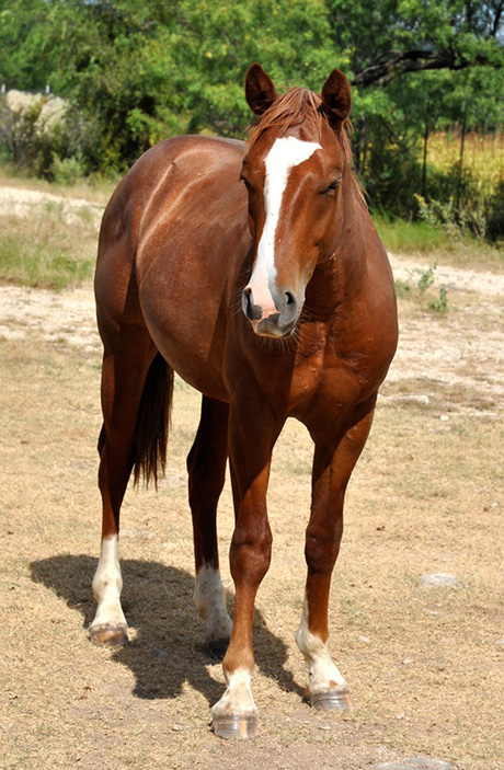 L.A. Waters Quarter Horses