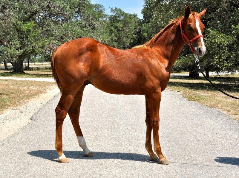 L.A. Waters Quarter Horses