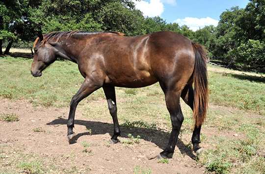 L.A. Waters Quarter Horses