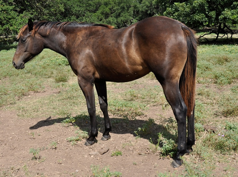 L.A. Waters Quarter Horses