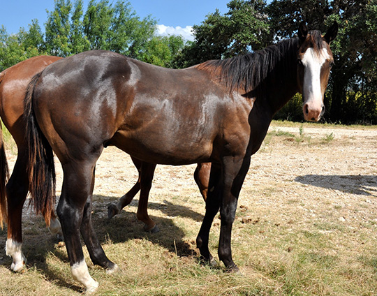 L.A. Waters Quarter Horses