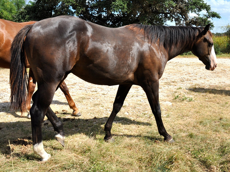 L.A. Waters Quarter Horses