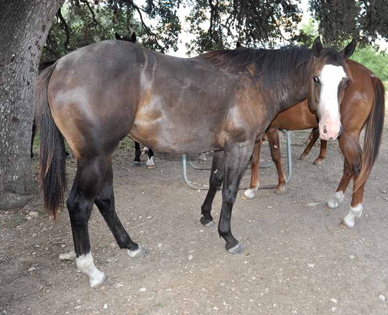 L.A. Waters Quarter Horses