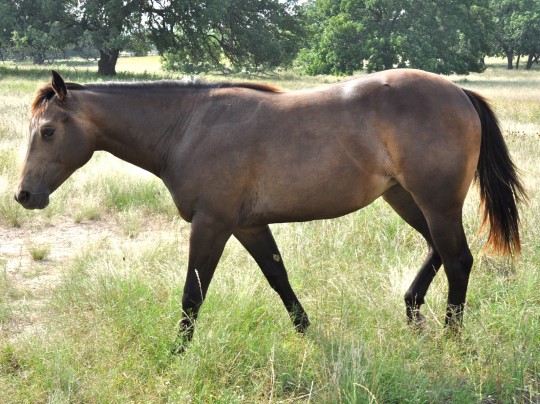 L.A. Waters Quarter Horses