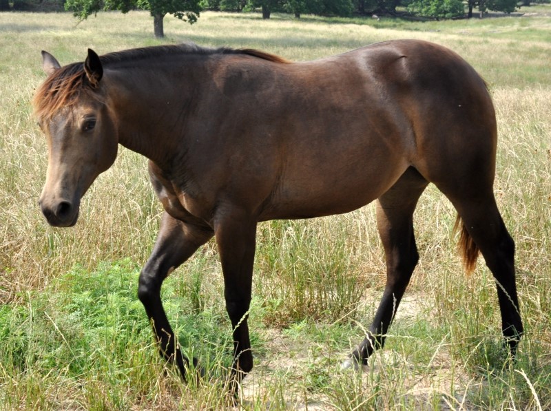 L.A. Waters Quarter Horses