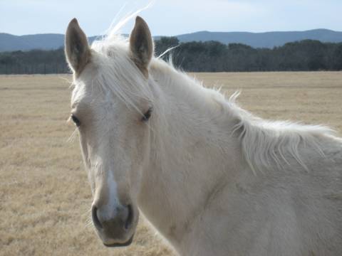 L.A. Waters Quarter Horses