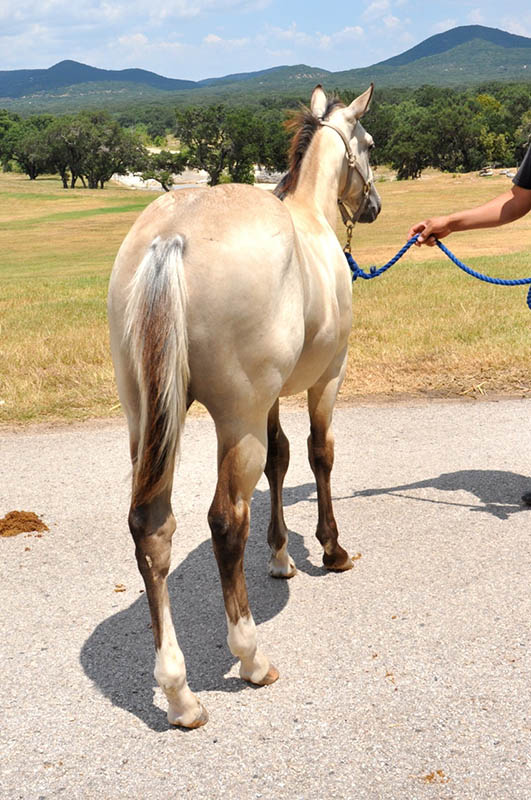 L.A. Waters Quarter Horses