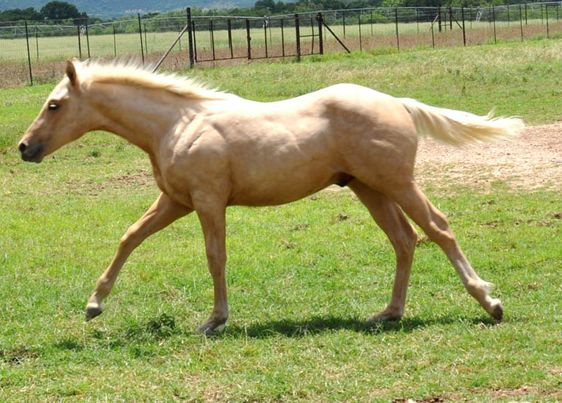 L.A. Waters Quarter Horses