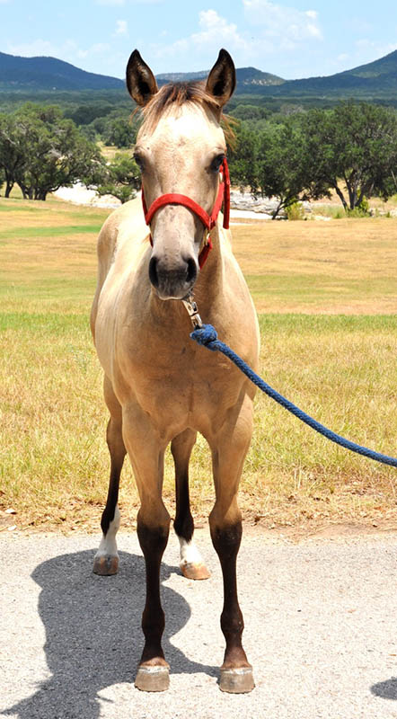 L.A. Waters Quarter Horses